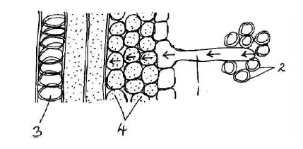 Figure for this question