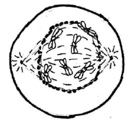Figure for this question