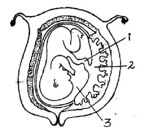 Figure for this question
