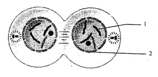 Figure for this question