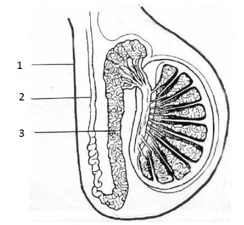 Figure for this question