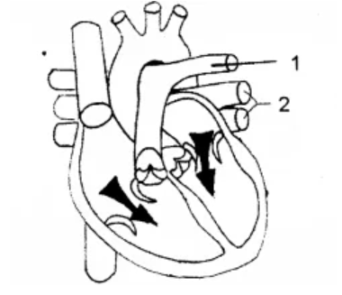 Figure for this question