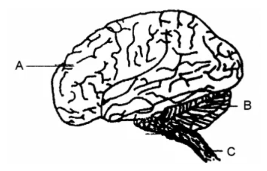 Figure for this question