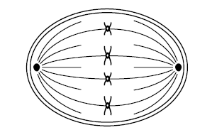 Figure for this question