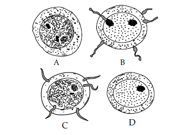 Figure for this question