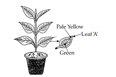 Figure for this question