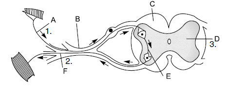 Figure for this question