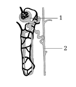 Figure for this question