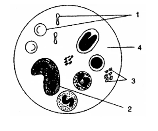 Figure for this question