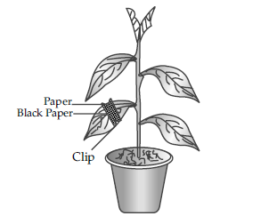 Figure for this question