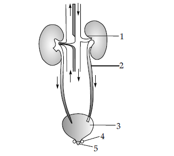 Figure for this question