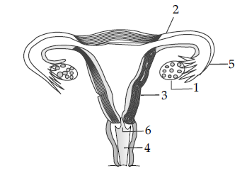 Figure for this question