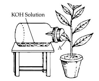 Figure for this question