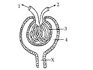 Figure for this question