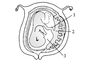 Figure for this question