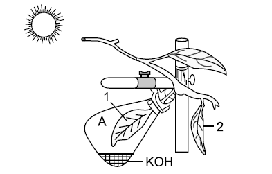 Figure for this question