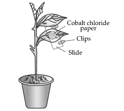 Figure for this question