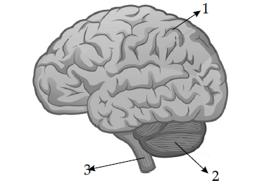Figure for this question