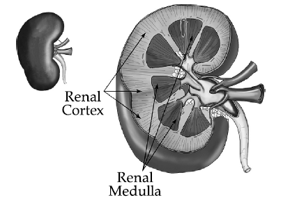 Solution diagram