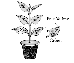 Figure for this question