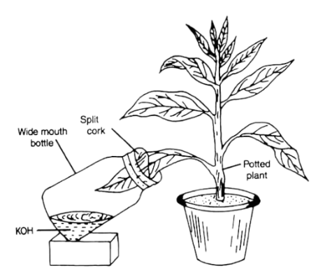 Figure for this question