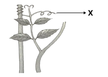 Figure for this question