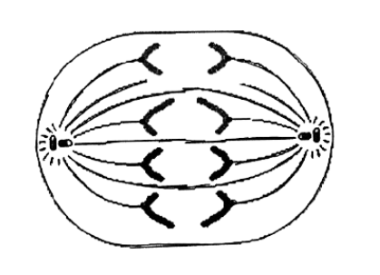Figure for this question
