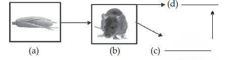 Diagram for question 4(iii)