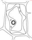 Diagram for question 6(v)