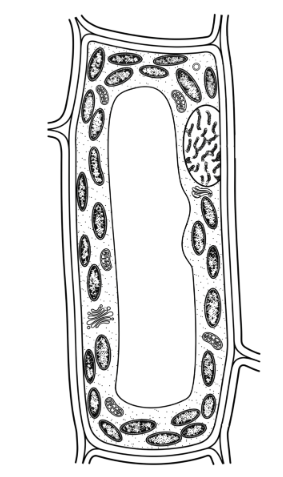 Diagram for question 8(iii)