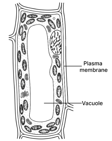 Solution diagram